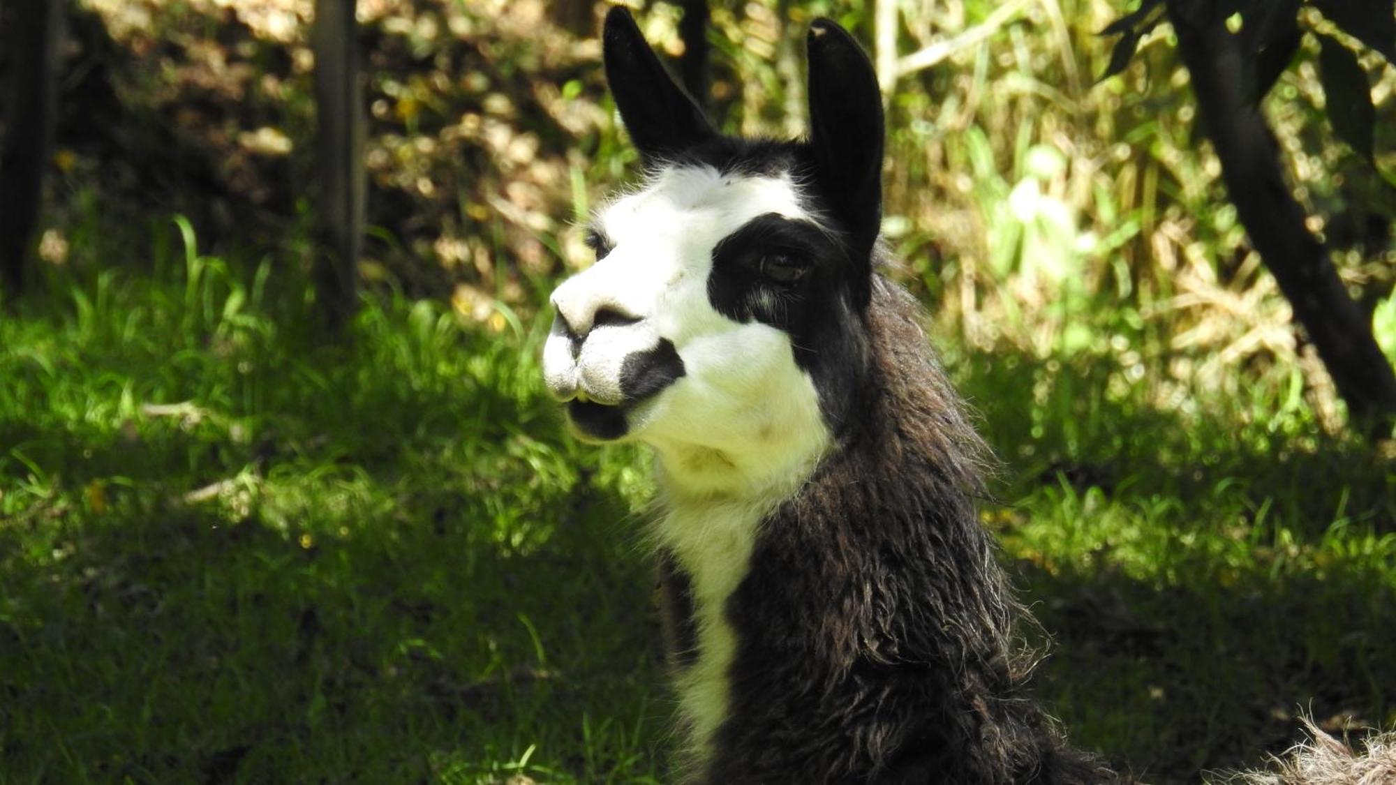 Hacienda Jimenita Wildlife Reserve Puembo Bagian luar foto